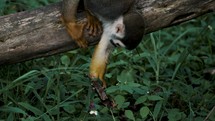 Squirrel Monkeys Sitting On A Branch Looking For Food - close up	