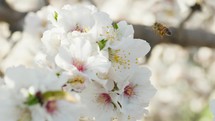 Bee Works Into A White Almond Blossoms