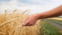 HARVEST CONCEPT. Woman's hand touching wheat ears close up. Harvesting. Young woman goes in the wheat field watching sunset.