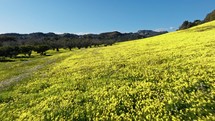 Agriculture Yellow Sorrel Field In Sicily Island