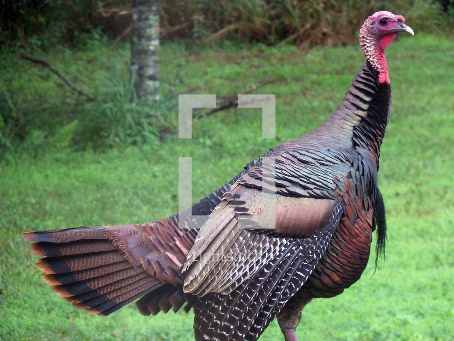 A full side view portrait of a wild Turkey showing its feathers while grazing in an open grassy meadow during winter in Florida. 