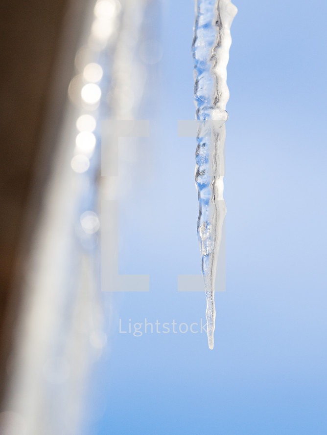 icicle in winter 