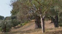 Calabria olive tree ready for the harvest