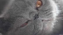 Extreme close-up muzzle of grey cat looking at camera.