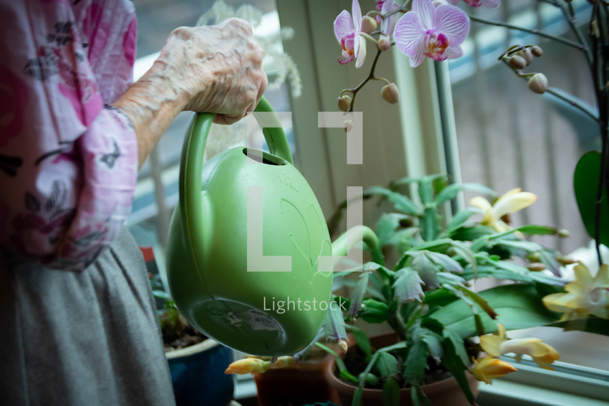 senior woman watering houseplants 