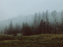 fog over trees in a forest 