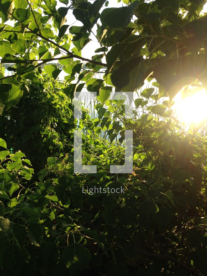 sunlight shining on leaves on tree