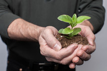 cupped hands with soil and a plant 