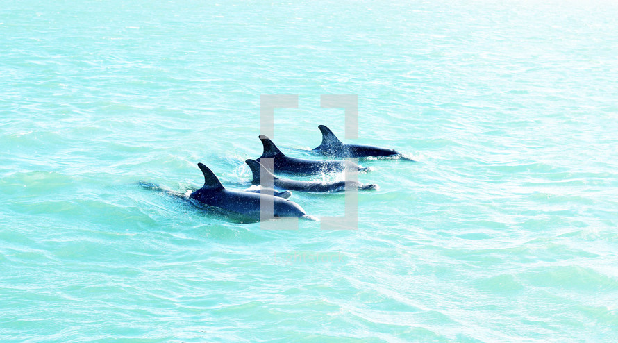 dolphins in the water 