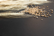 wheat and wheat grains on a black background 