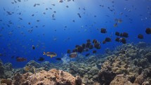 Shoal of Butterfly fish and Bannerfish - Shots in the Southern Maldives