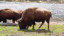 Buffalos or bisons grazing grass on green meadow in Yellowstone. Wildlife animal refuge for great herds of American Bison Buffalo. Ecosystem environment conservation, biology diversity, wilderness 4K