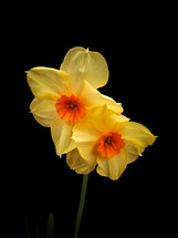 Small Yellow and Orange Daffodils on Black