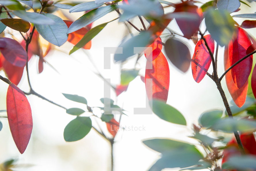 red and green leaves on a tree in sunlight 