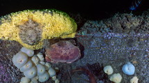 Atlantic Crab in the night - Atlantic France