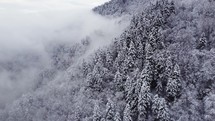 Foggy and snowy mountain forest