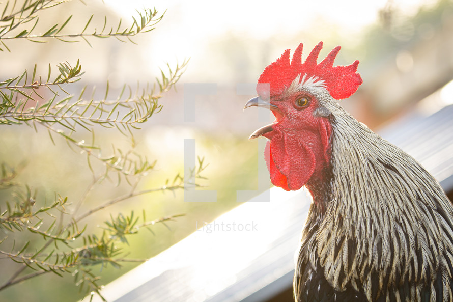 rooster crowing 