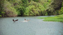Geese landing on Turtle Creek in Highland Park - Dallas, Texas