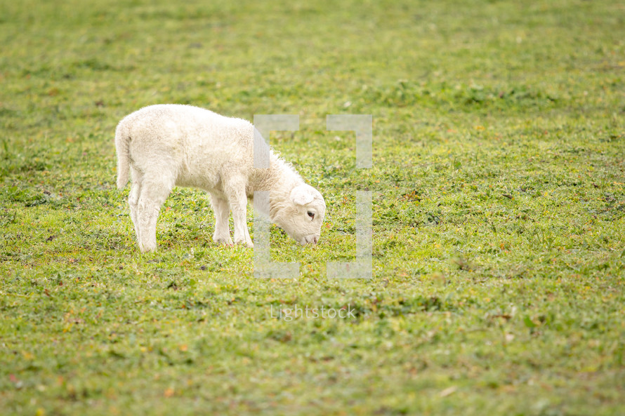 lamb grazing 