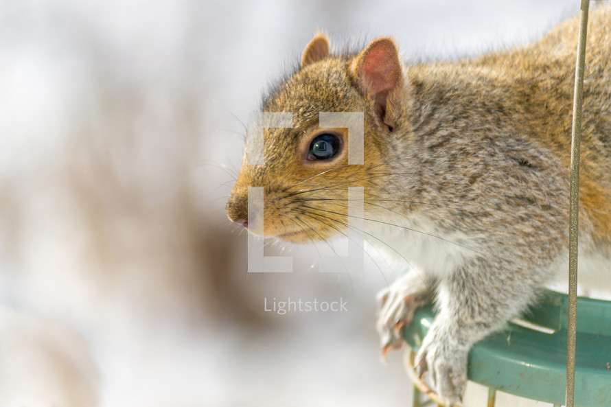 squirrel on a bird feeder 