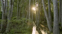Sunlight Glares through the Cypress Trees in a Swamp Bayou. 