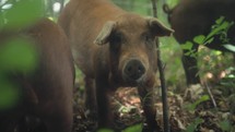 Pig Rooting The Ground In The Forest