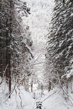 snow in a winter forest 