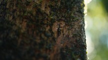 Tropical trees and plant life in the rainforest jungles of Costa Rica