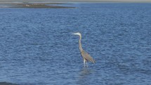 A large Great Blue Heron hunting in the  Atlantic Ocean Coast of South Carolina during sunrise