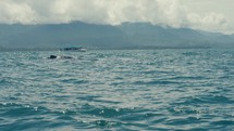 Blue whales surfacing at the pacific coast of Costa Rica