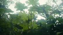 Tropical trees and plant life in the rainforest jungles of Costa Rica