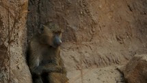 Lonely Olive Baboon Sitting On The Ground While Leaning On The Rough Wall. - close up	