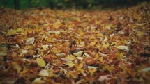  Autumn Leaves On The Ground