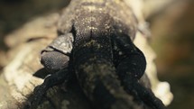 Large lizards in the rainforest jungle of a tropical country 