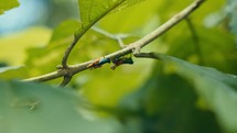 Tropical insects in the rainforest jungle of Costa Rica