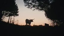 Silhouette Of A Longhorn Cow At Sunset
