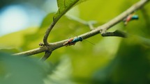 Tropical insects in the rainforest jungle of Costa Rica