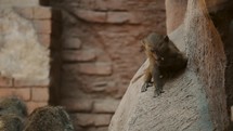 Baby Baboon On Rock In Wildlife Reserve - medium shot	