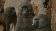 Group Of Baboons Sitting On Rocky Landscape - close up