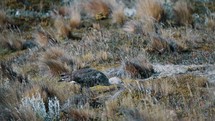 Upland Goose Feeding On Grassy Field In Tierra del Fuego, Patagonia, Argentina. wide shot