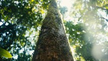 Tropical trees and plant life in the rainforest jungles of Costa Rica