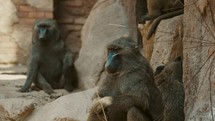 Baboons Resting In Rocky Landscape - wide	