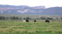 cows through a barbed wire fence 