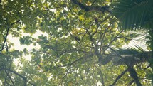 Wild tropical birds perched in the trees of a rainforest jungle