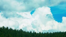 building clouds over an evergreen forest 