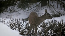 Deer Browsing Twigs In Winter