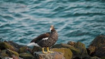 Kelp Goose On The Rock Shore Of Ushuaia In The Tierra del Fuego National Park, Argentina. Close-up Shot