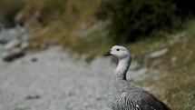 Male Upland Goose In Tierra del Fuego Archipelago, Argentina. - close up shot