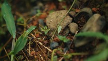 Large ants crawling around and eating a tropical plant 