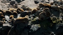 Fur Seal Colonies On The Islands In Beagle Channel , tierra de fuego, argentina